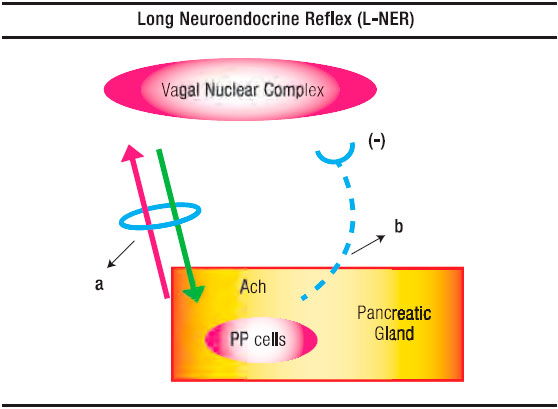 Pancreatic Polypeptide A Review Of Its Involvement In Neuro Endocrine Reflexes Islet Acinar